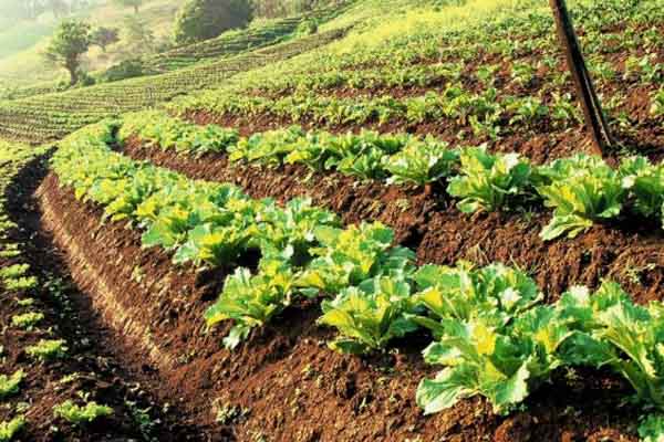 Cultivation Solutions-Yield Improvement Solutions