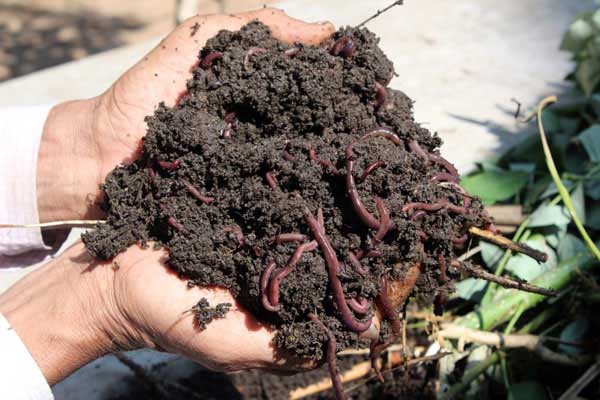 Vermicomposting